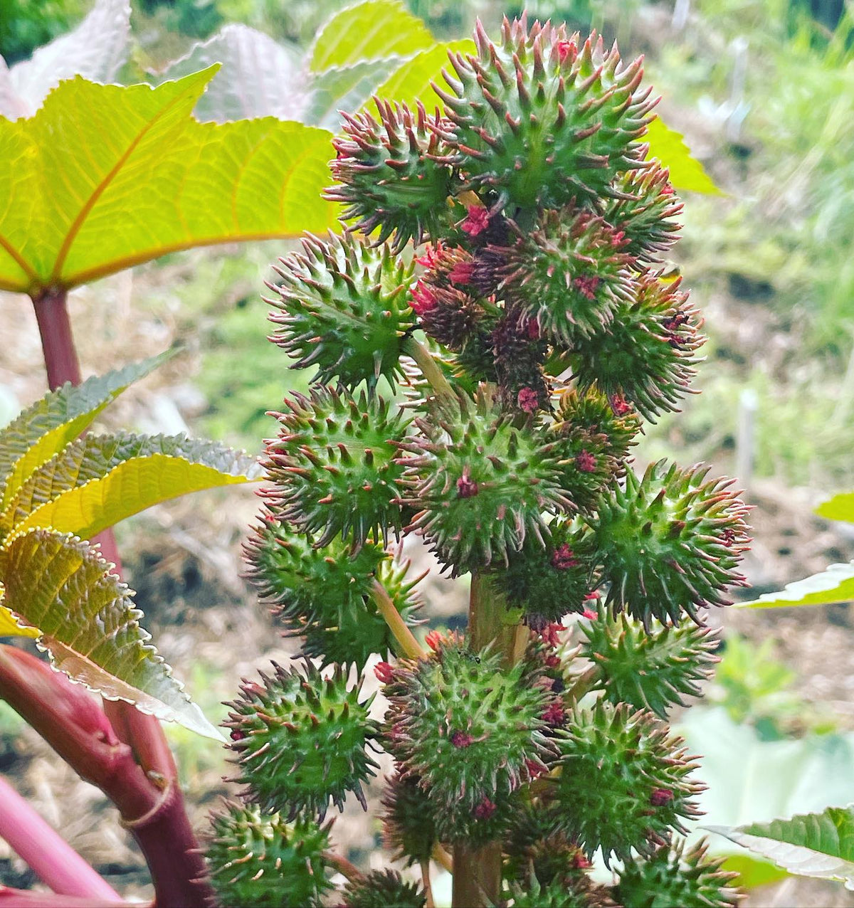 first time growing a castor bean plant, I’m guessing the seeds are in these crazy alien pods