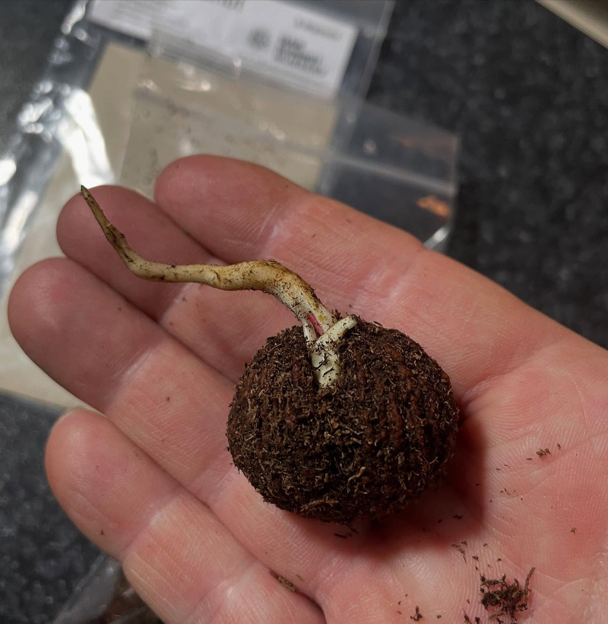first walnut germinated in the fridge, stratifying all winter, image 1 of 3