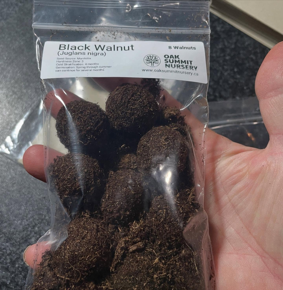first walnut germinated in the fridge, stratifying all winter, image 2 of 3