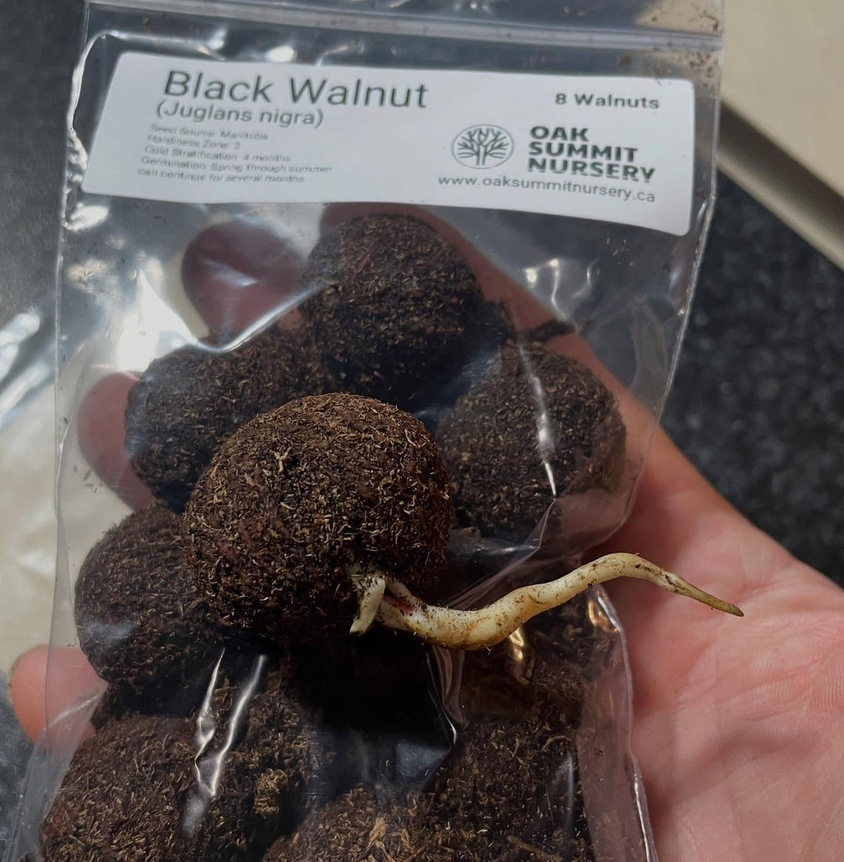 first walnut germinated in the fridge, stratifying all winter, image 3 of 3