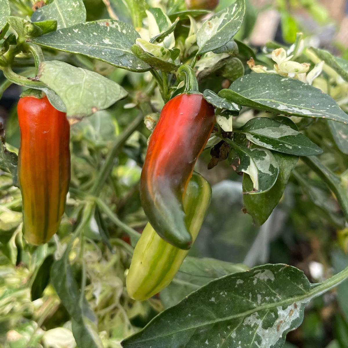 fish peppers ripening in the greenhouse, image 1 of 3