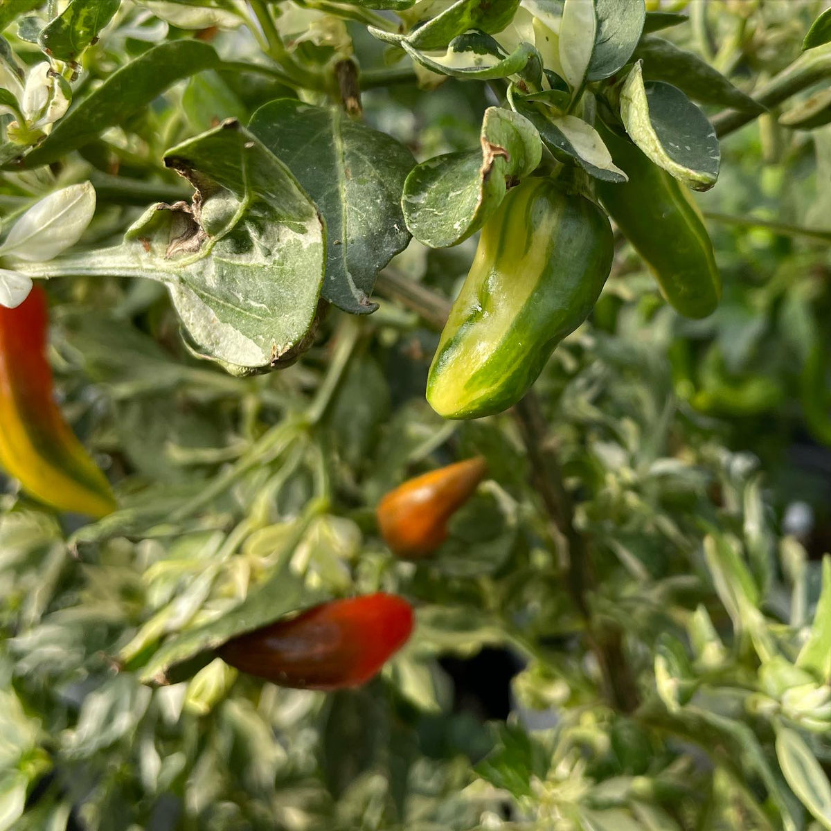 fish peppers ripening in the greenhouse, image 2 of 3