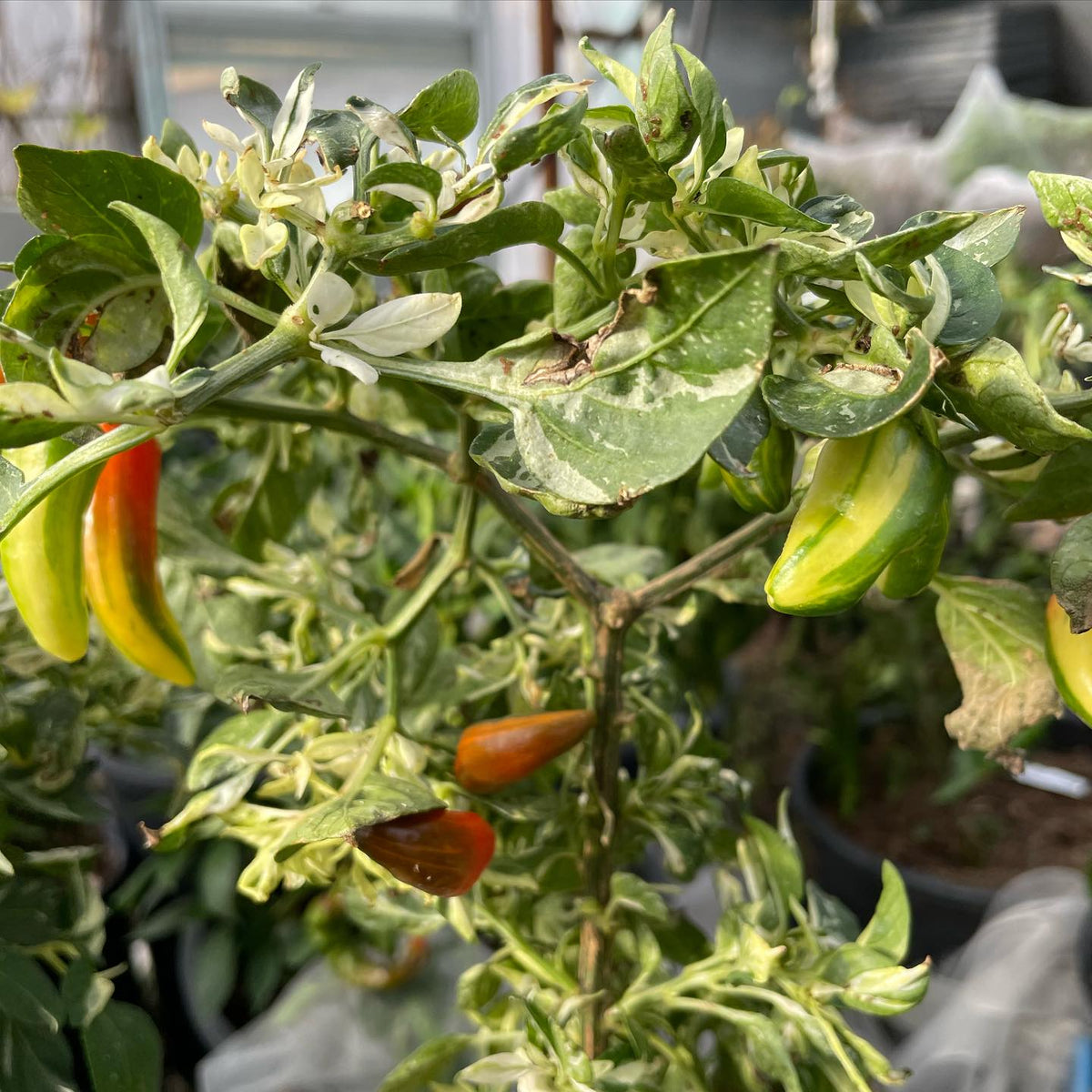 fish peppers ripening in the greenhouse, image 3 of 3