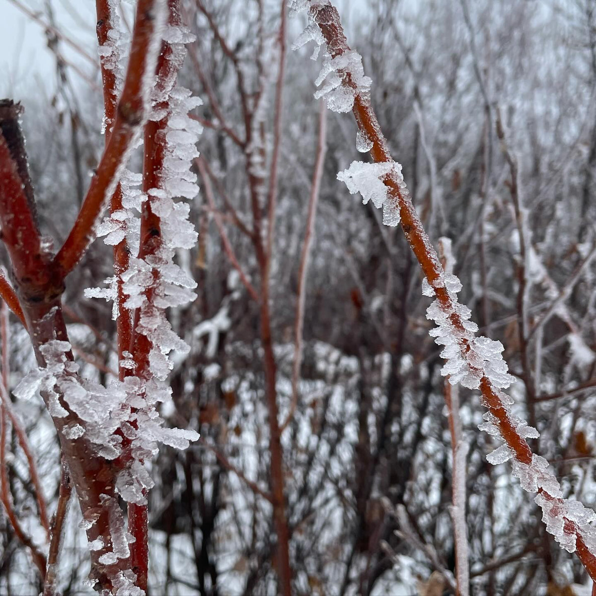 fog condensing into ice crystals on these toka plum branches