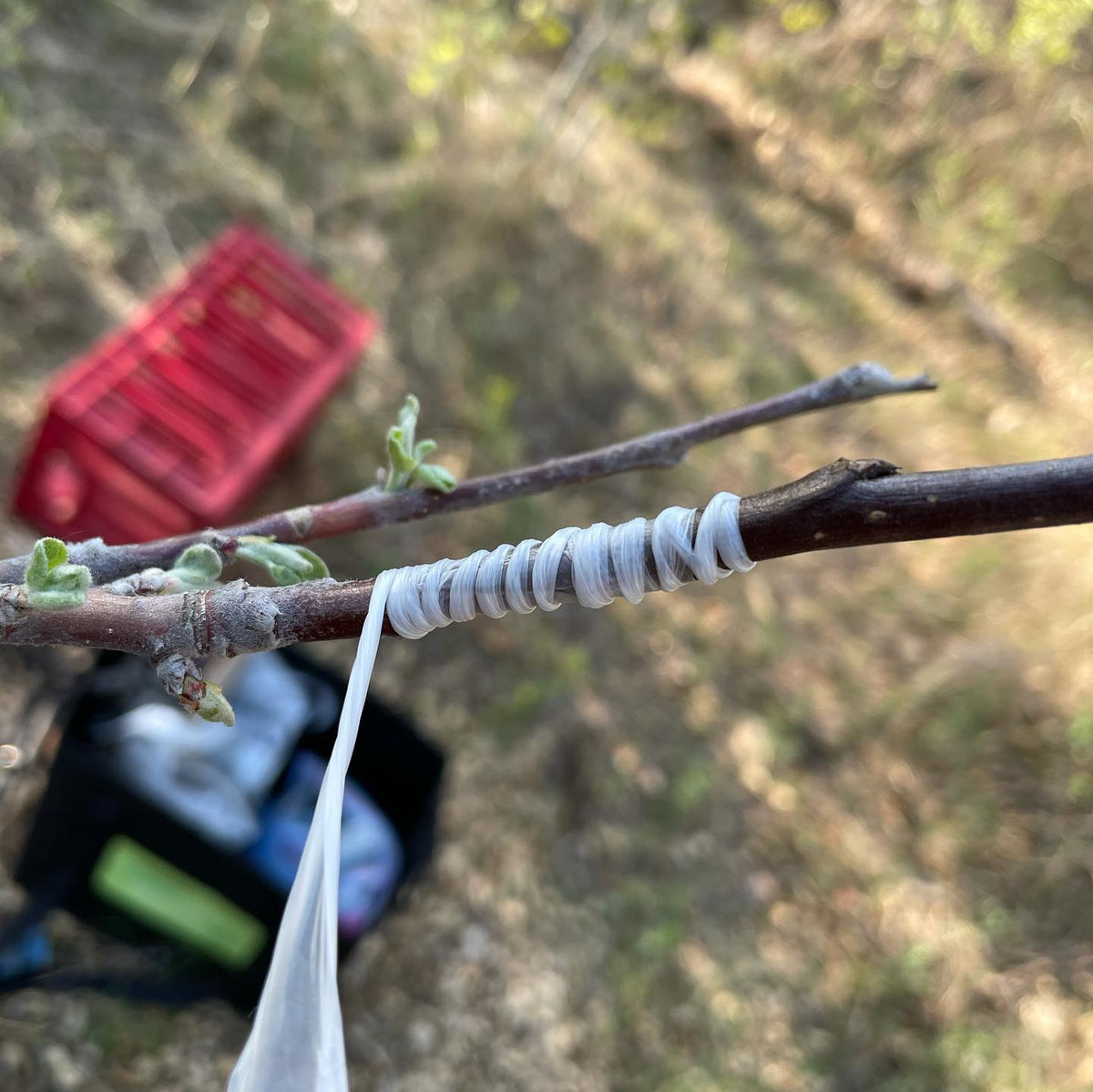 for whip and tongue grafts parafilm can be coiled like raffia to bing the graft tight, then cover to seal the union, image 1 of 2