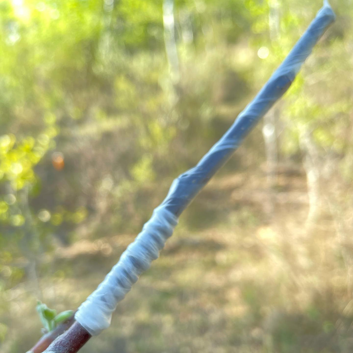 for whip and tongue grafts parafilm can be coiled like raffia to bing the graft tight, then cover to seal the union, image 2 of 2