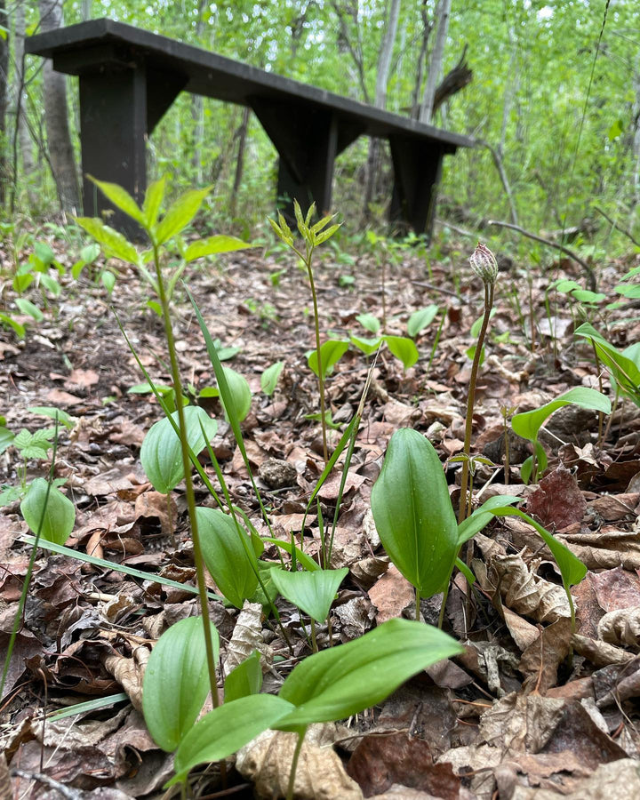 forest floor is so cool in the spring, image 1 of 6