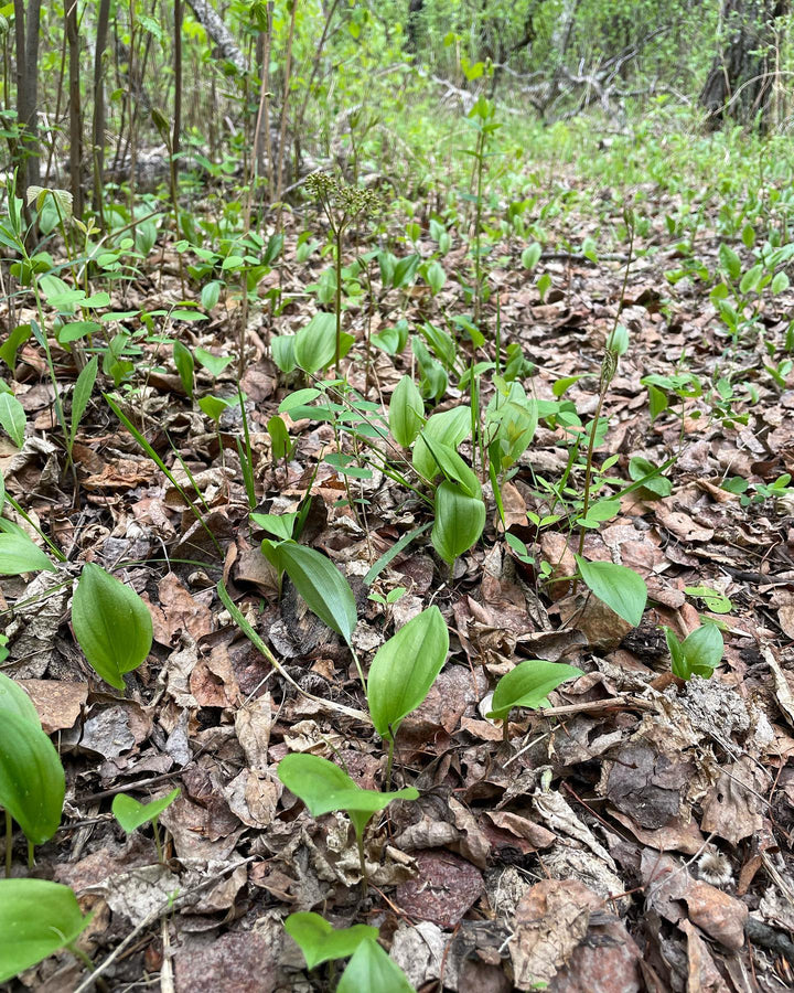 forest floor is so cool in the spring, image 2 of 6