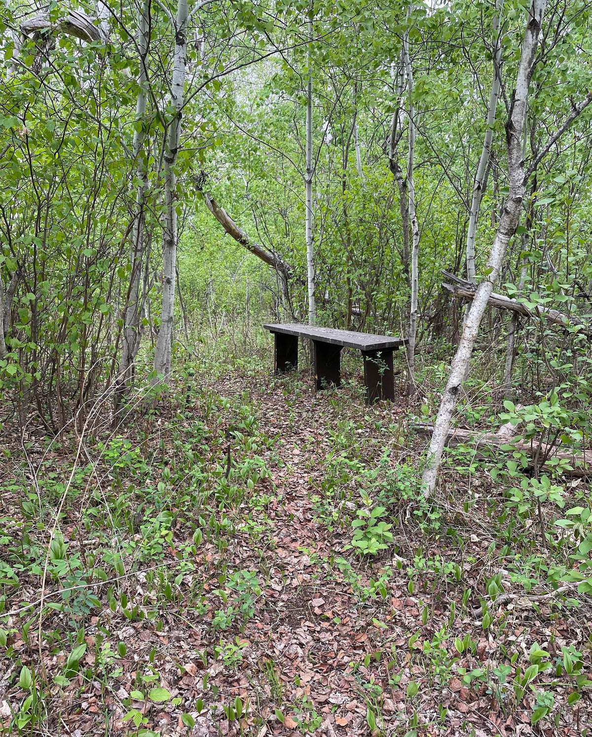 forest floor is so cool in the spring, image 3 of 6