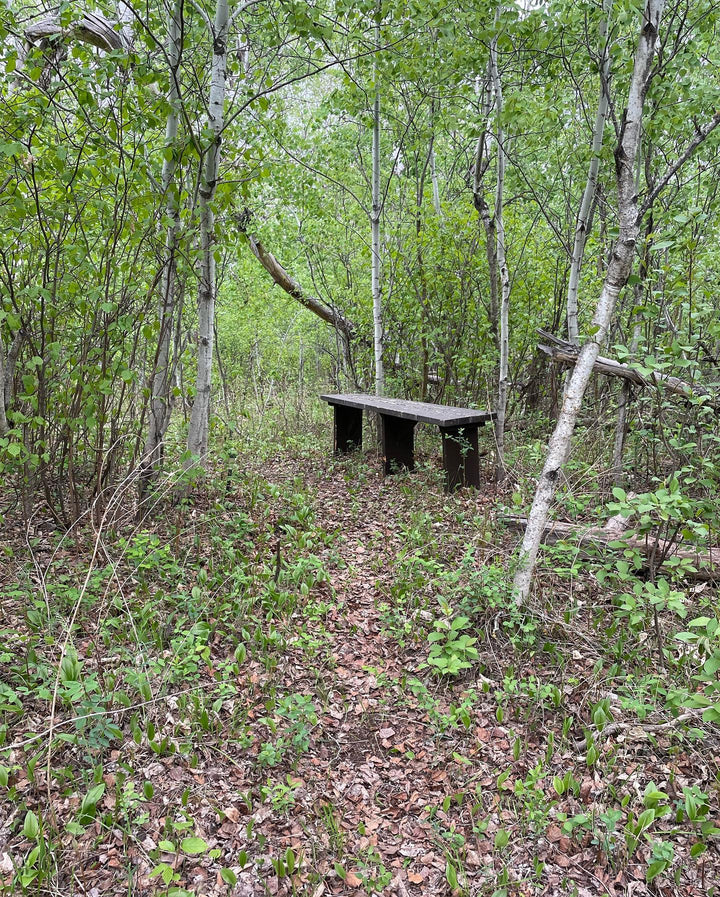 forest floor is so cool in the spring, image 3 of 6