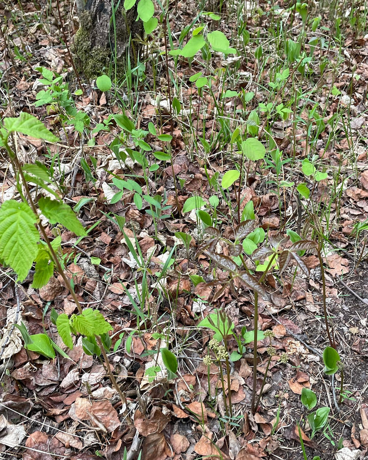 forest floor is so cool in the spring, image 4 of 6