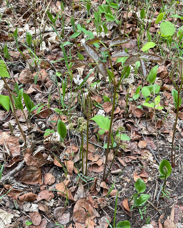 forest floor is so cool in the spring, image 5 of 6