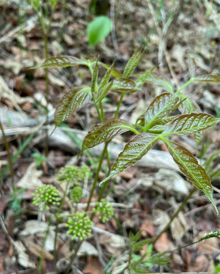 forest floor is so cool in the spring, image 6 of 6
