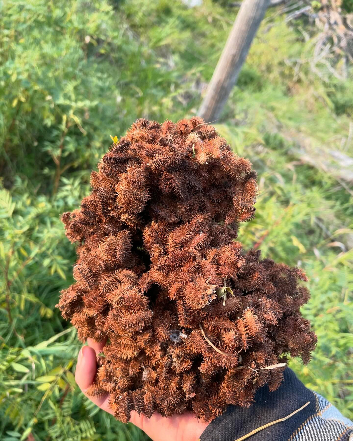 found a nice patch of wild licorice, image 1 of 3