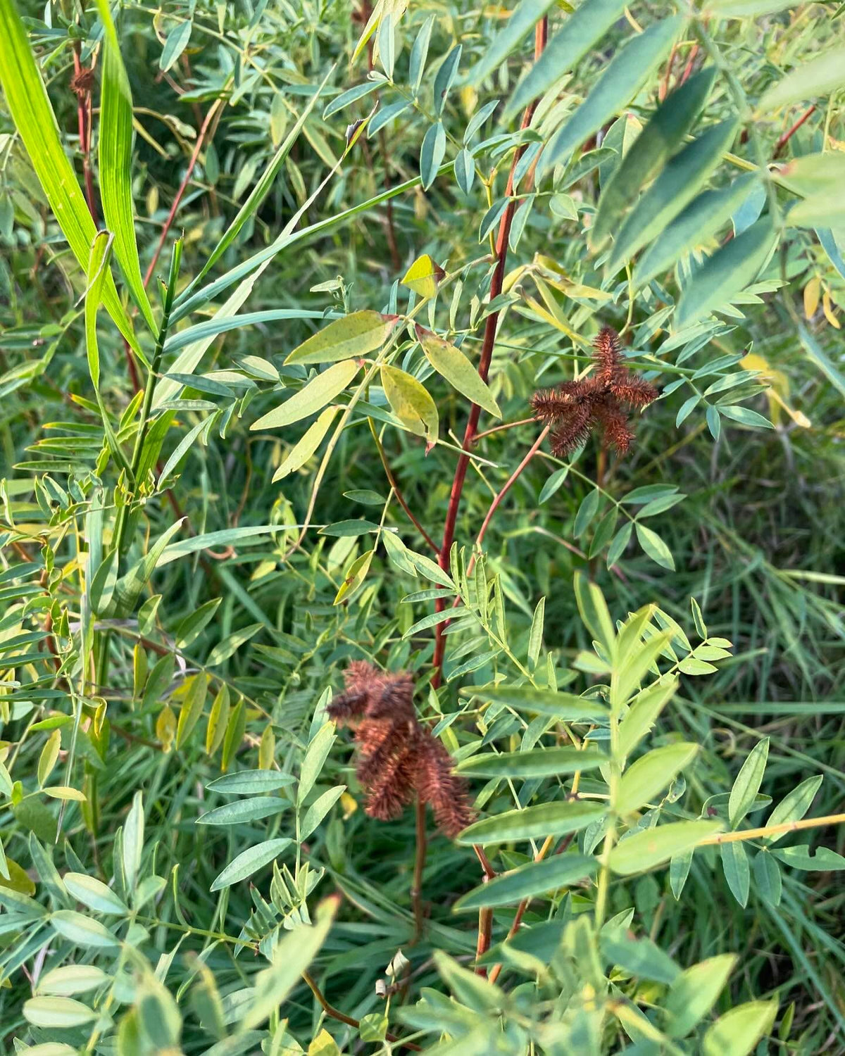 found a nice patch of wild licorice, image 3 of 3