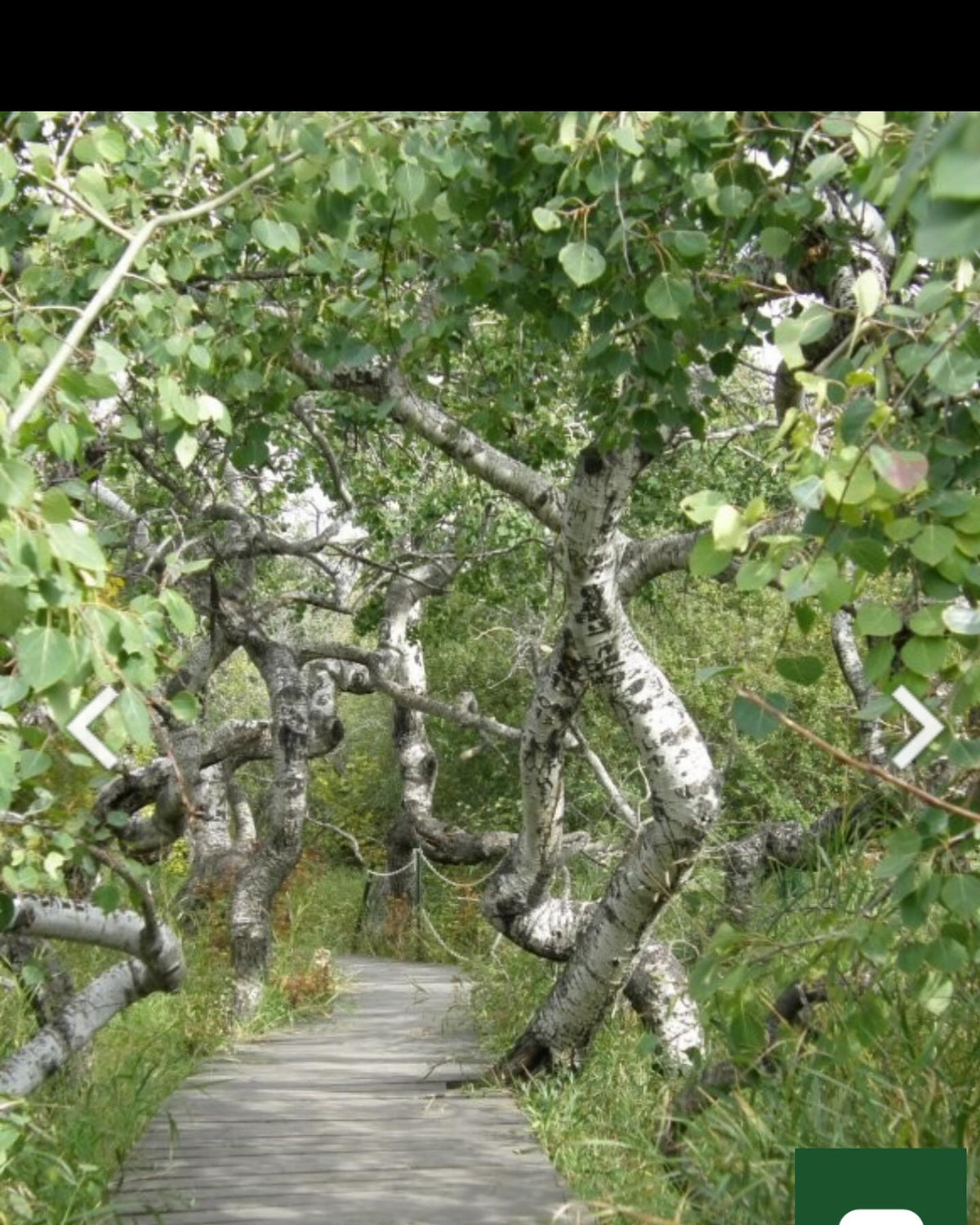 found out about this interesting tourist attraction, some unusually contorted aspen trees, image 1 of 3