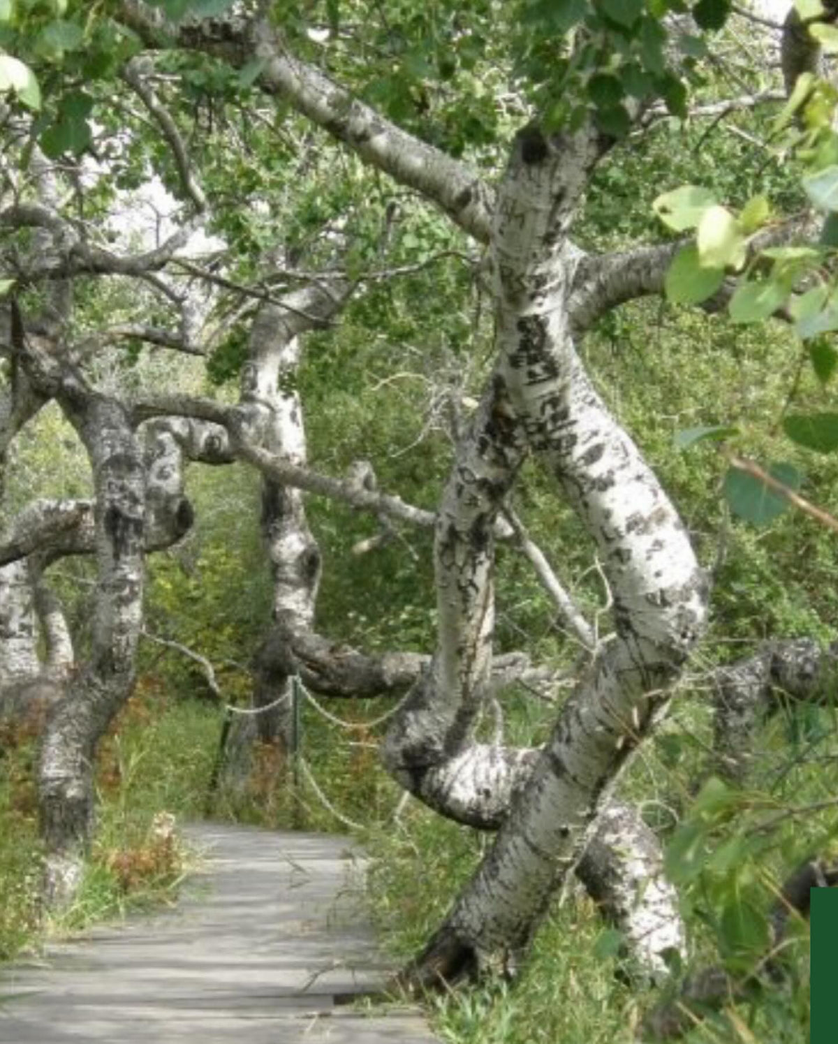 found out about this interesting tourist attraction, some unusually contorted aspen trees, image 3 of 3