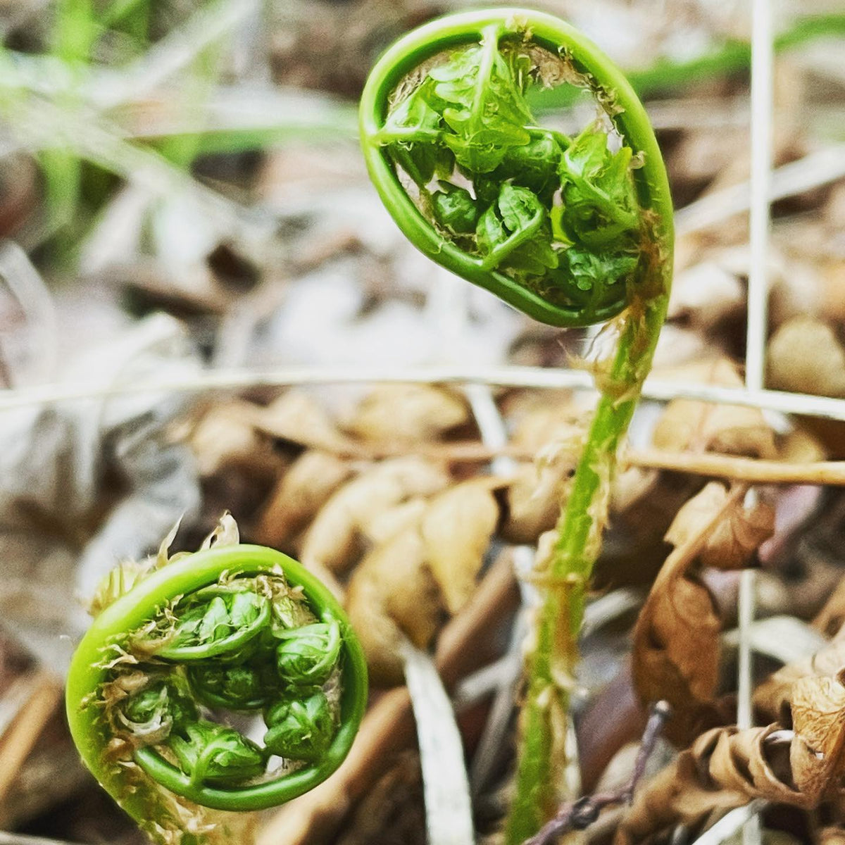 found some ferns pushing up first fronds #fern #fernfronds #northerngardening