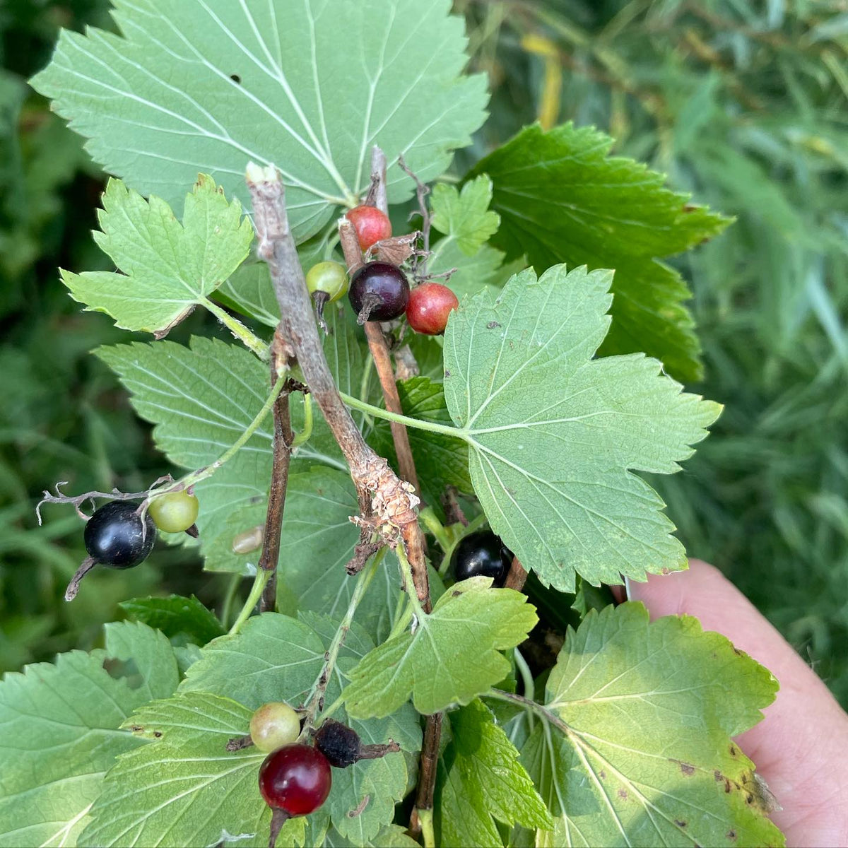 found some seedling currants along a trail, probably they escaped cultivation or could be a wild species, image 1 of 2