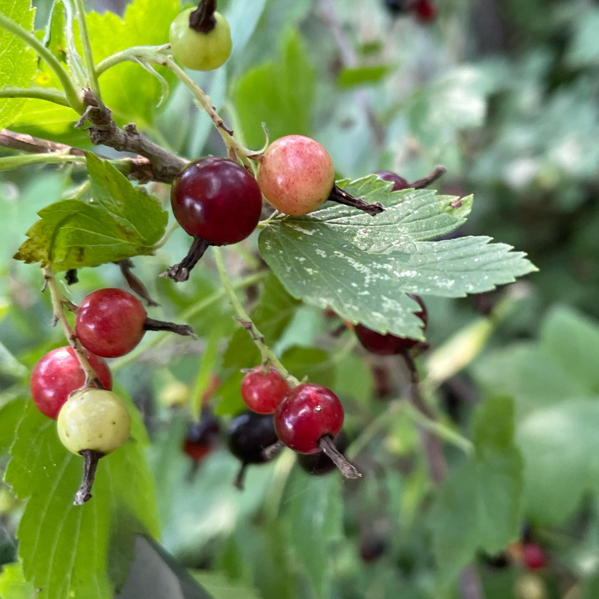 found some seedling currants along a trail, probably they escaped cultivation or could be a wild species, image 2 of 2