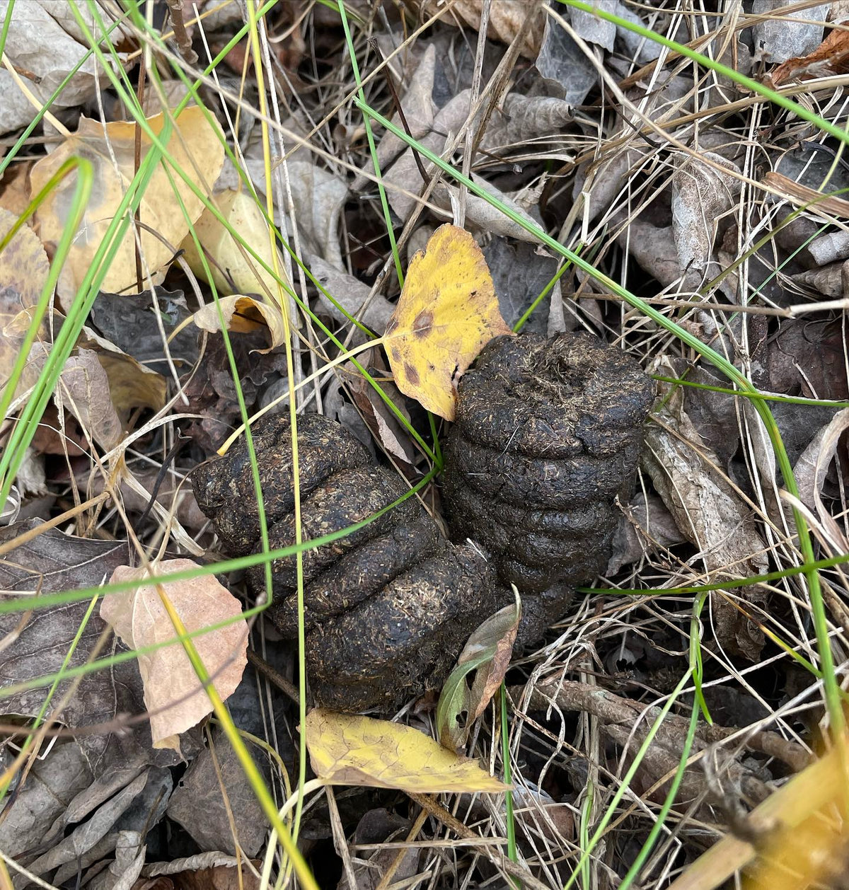 found this in the woods nearby, any wildlife experts know