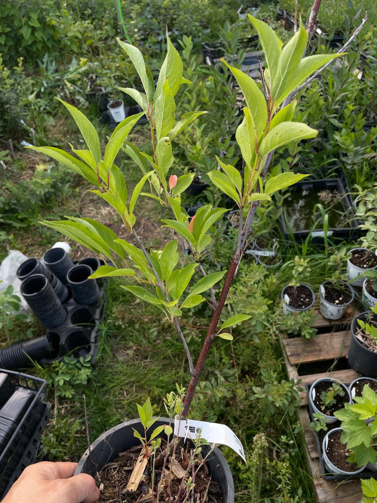 found this potted nadia plum, completely forgot out it, rooted from softwood and it's been in this gallon pot for two, image 1 of 4