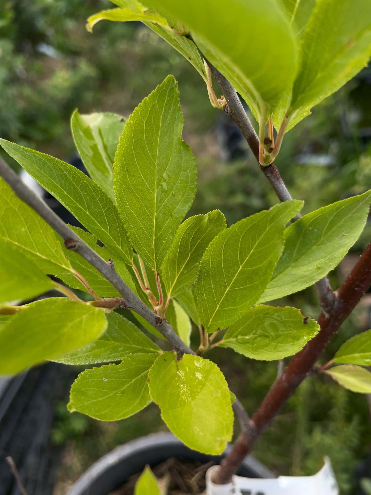 found this potted nadia plum, completely forgot out it, rooted from softwood and it's been in this gallon pot for two, image 2 of 4
