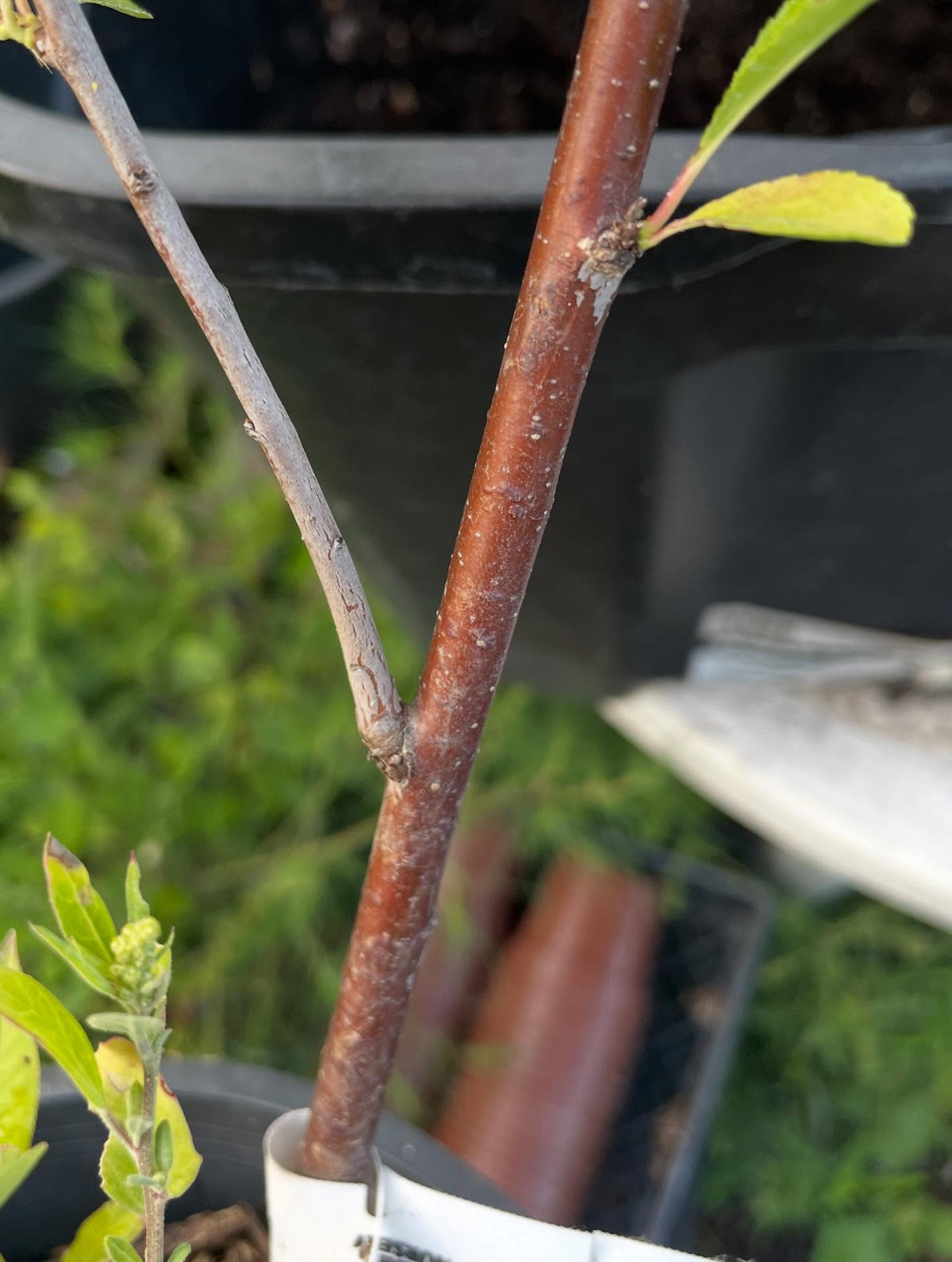 found this potted nadia plum, completely forgot out it, rooted from softwood and it's been in this gallon pot for two, image 3 of 4