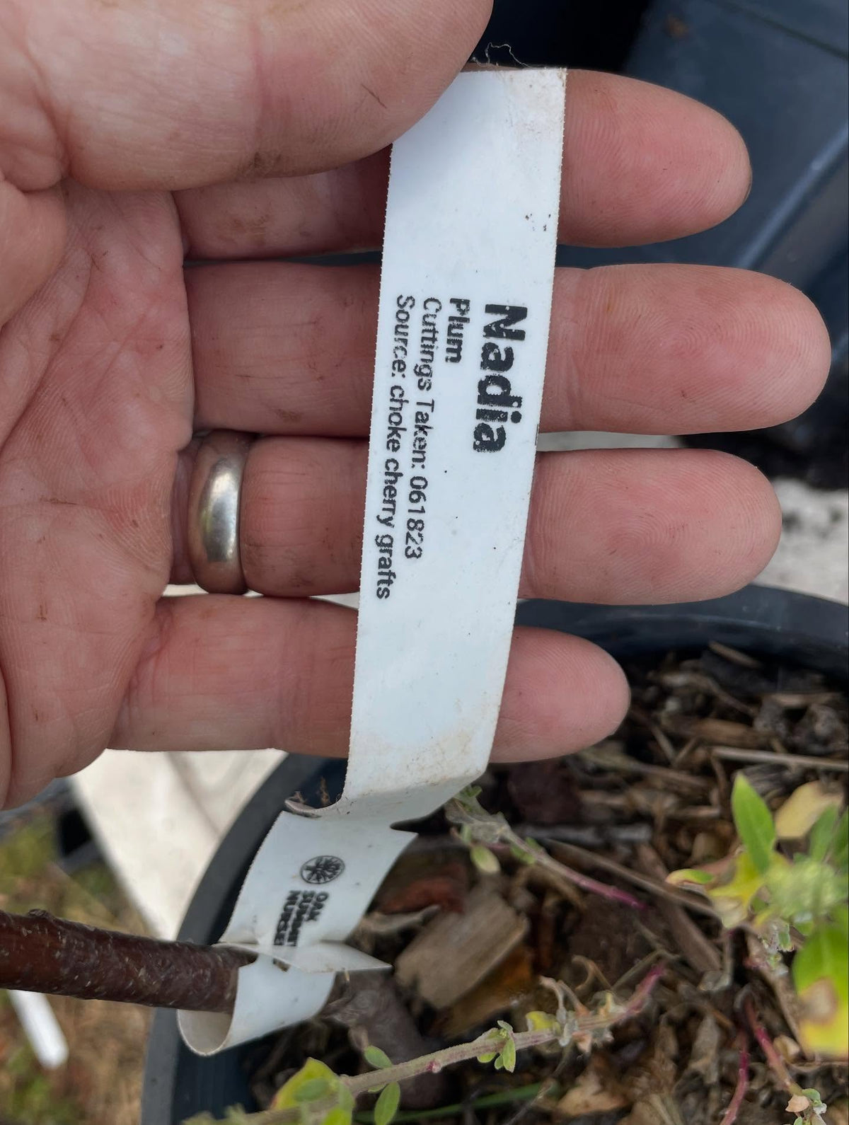 found this potted nadia plum, completely forgot out it, rooted from softwood and it's been in this gallon pot for two, image 4 of 4