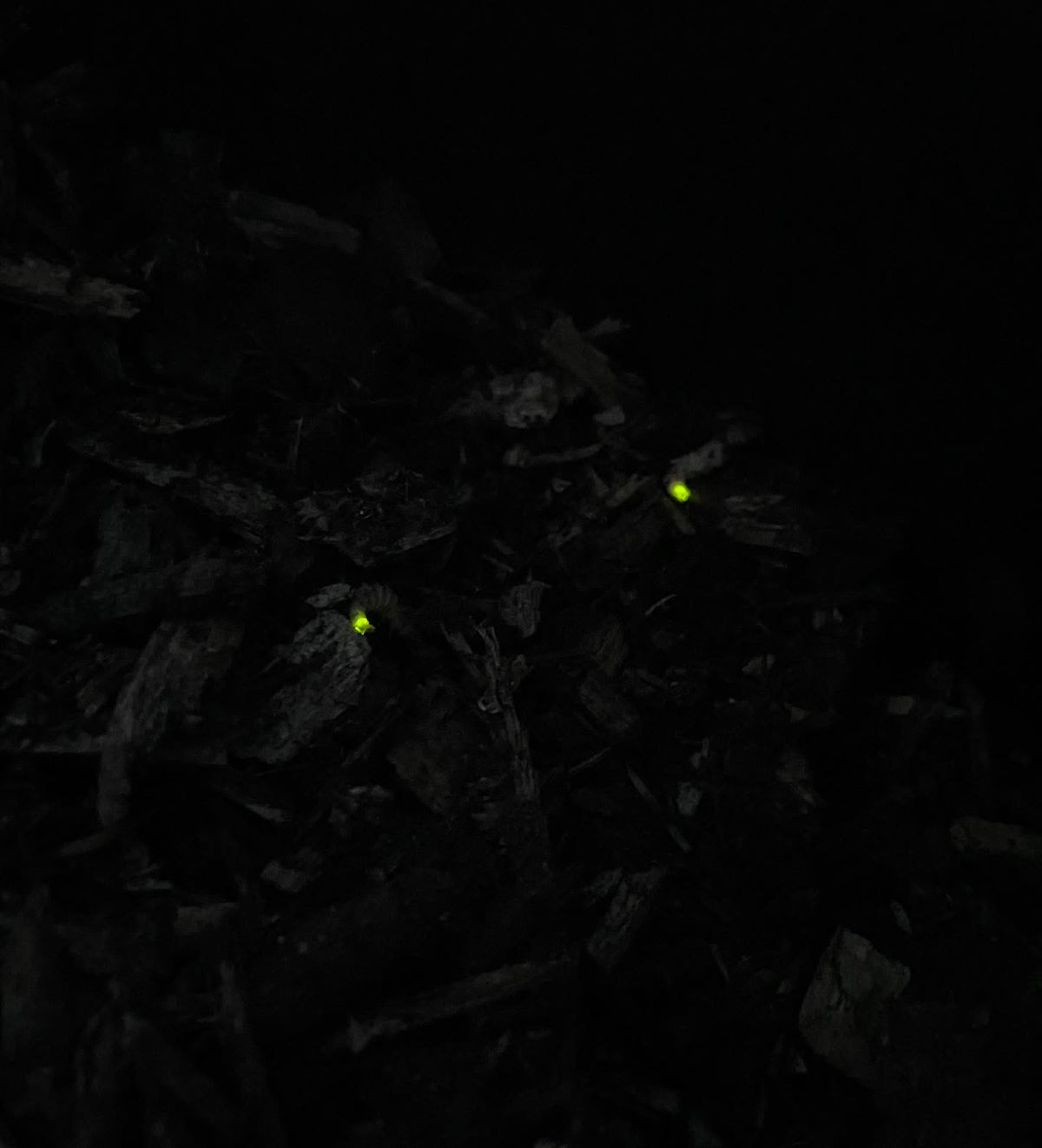 foxfire, glowing fungi in a scoop of old wood chips from the pile, image 1 of 2