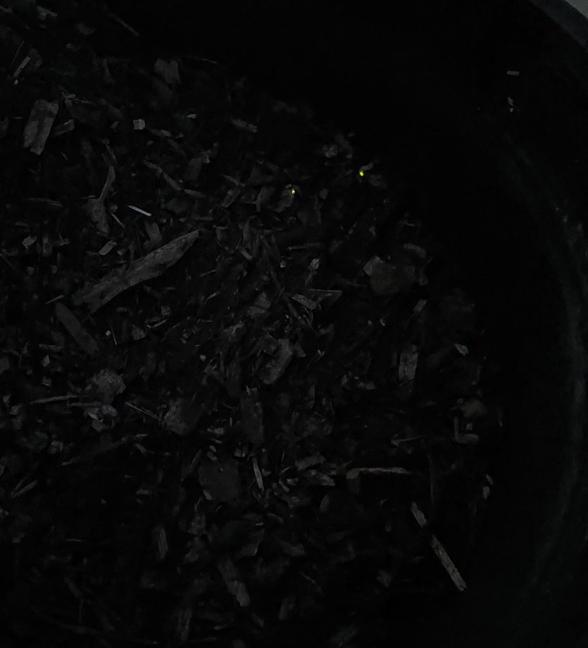 foxfire, glowing fungi in a scoop of old wood chips from the pile, image 2 of 2