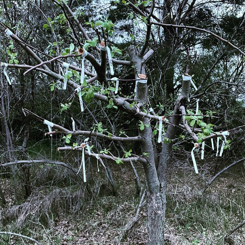 frameworked an old apple tree