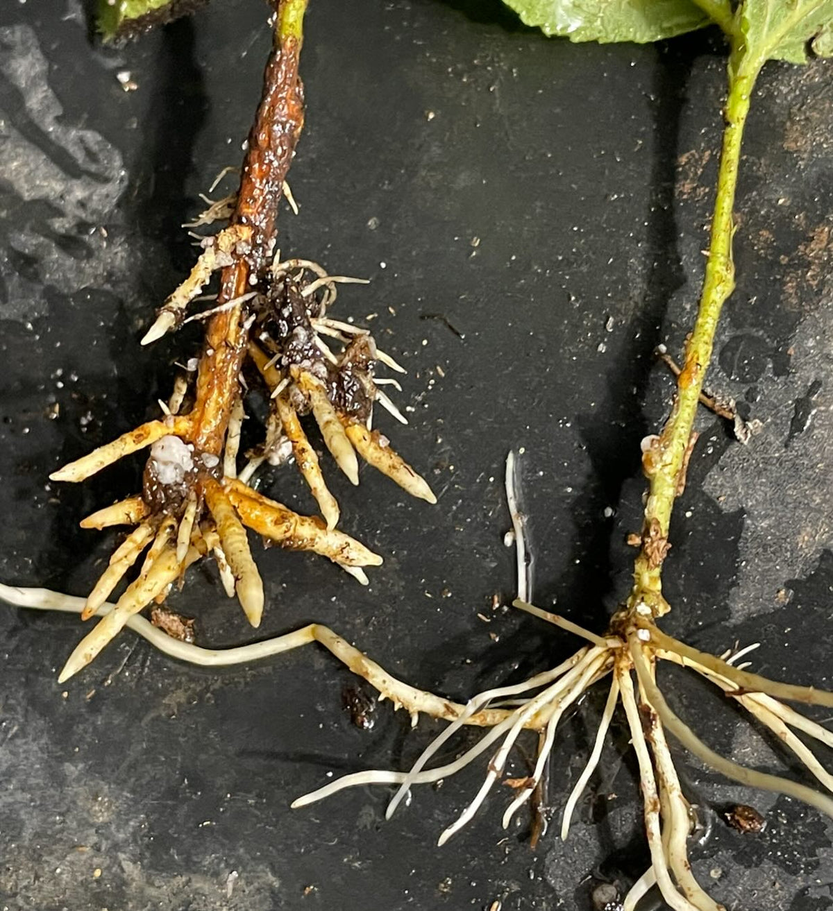 from last july, this is why I’m testing different rooting hormones