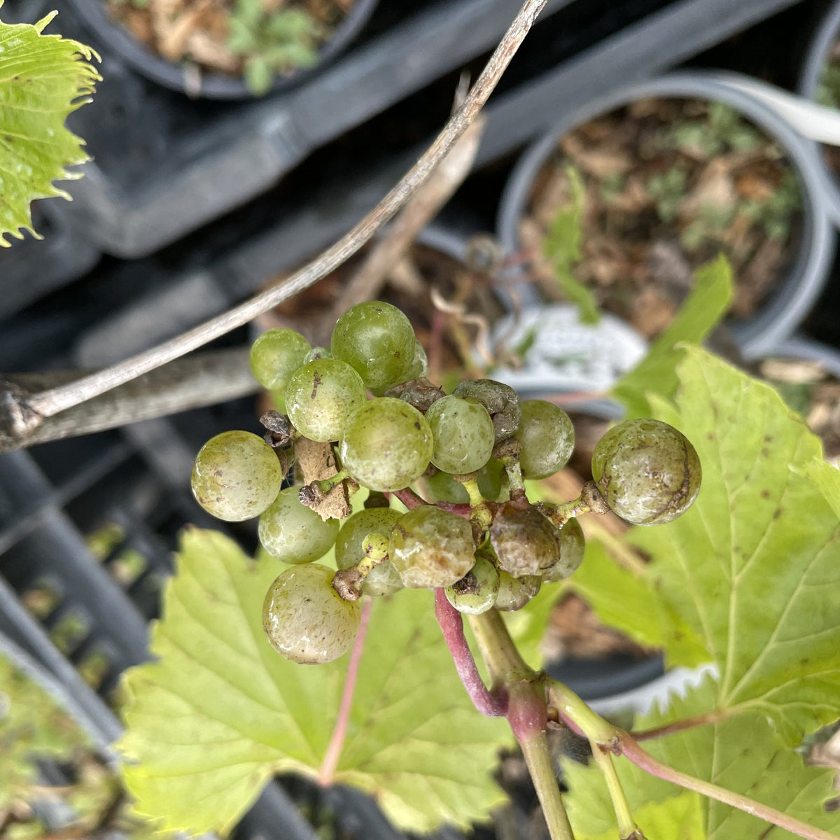 Frontenac Gris grape cluster on nursery stock