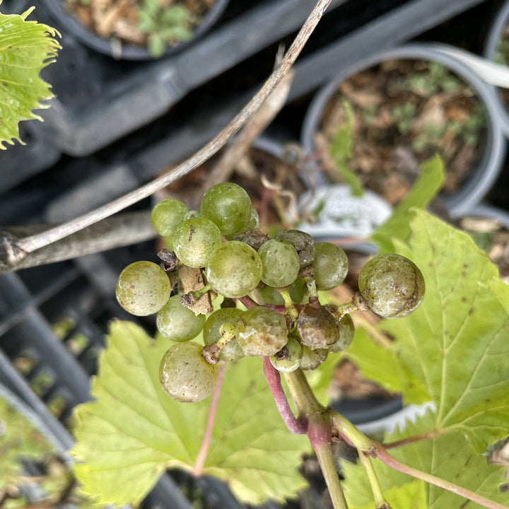 Frontenac Gris grape cluster on nursery stock