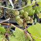 Pink grey Frontenac Gris grapes during fall intake