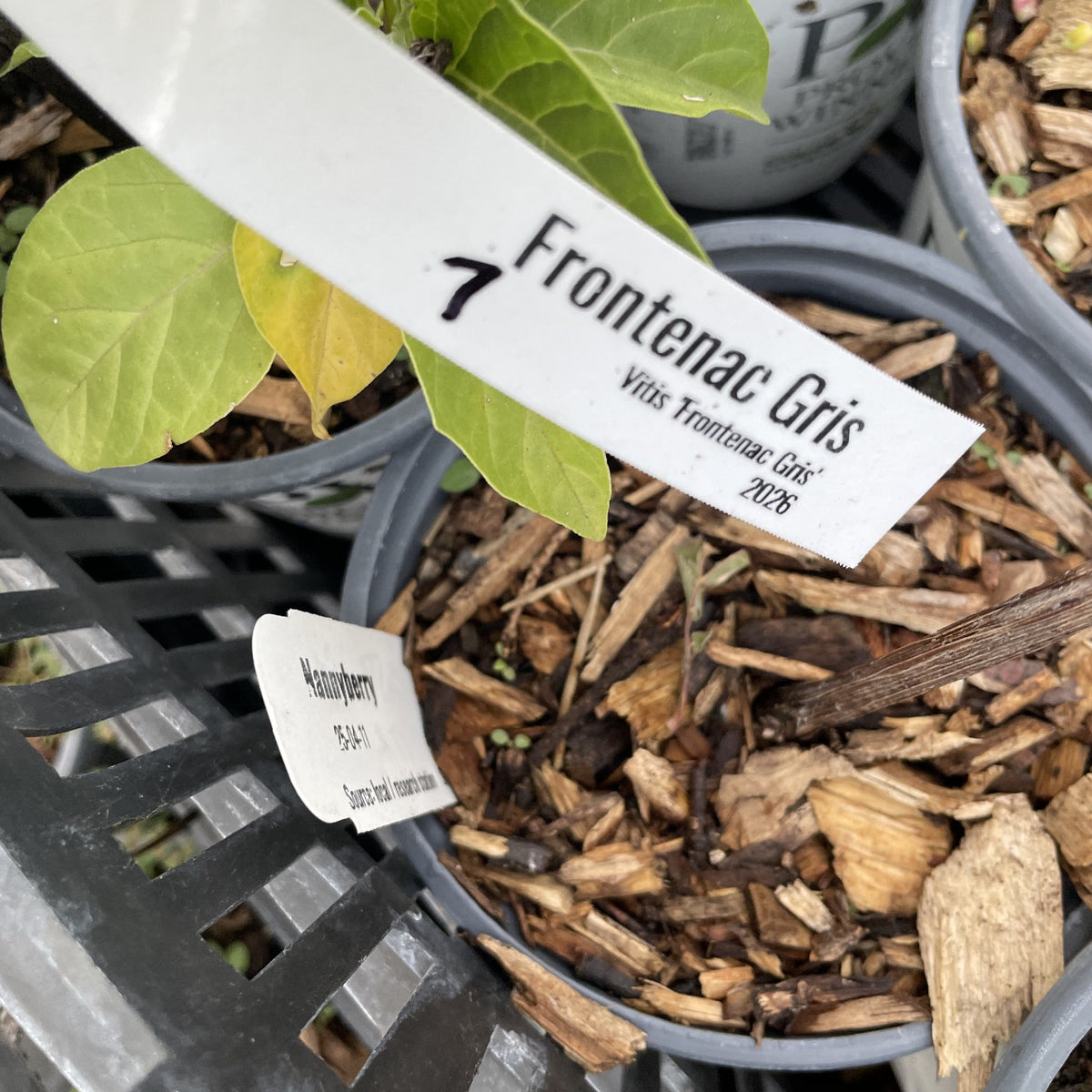 Frontenac Gris nursery plant and cultivar tag