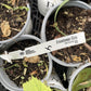 Oak Summit Nursery Frontenac Gris stock tag