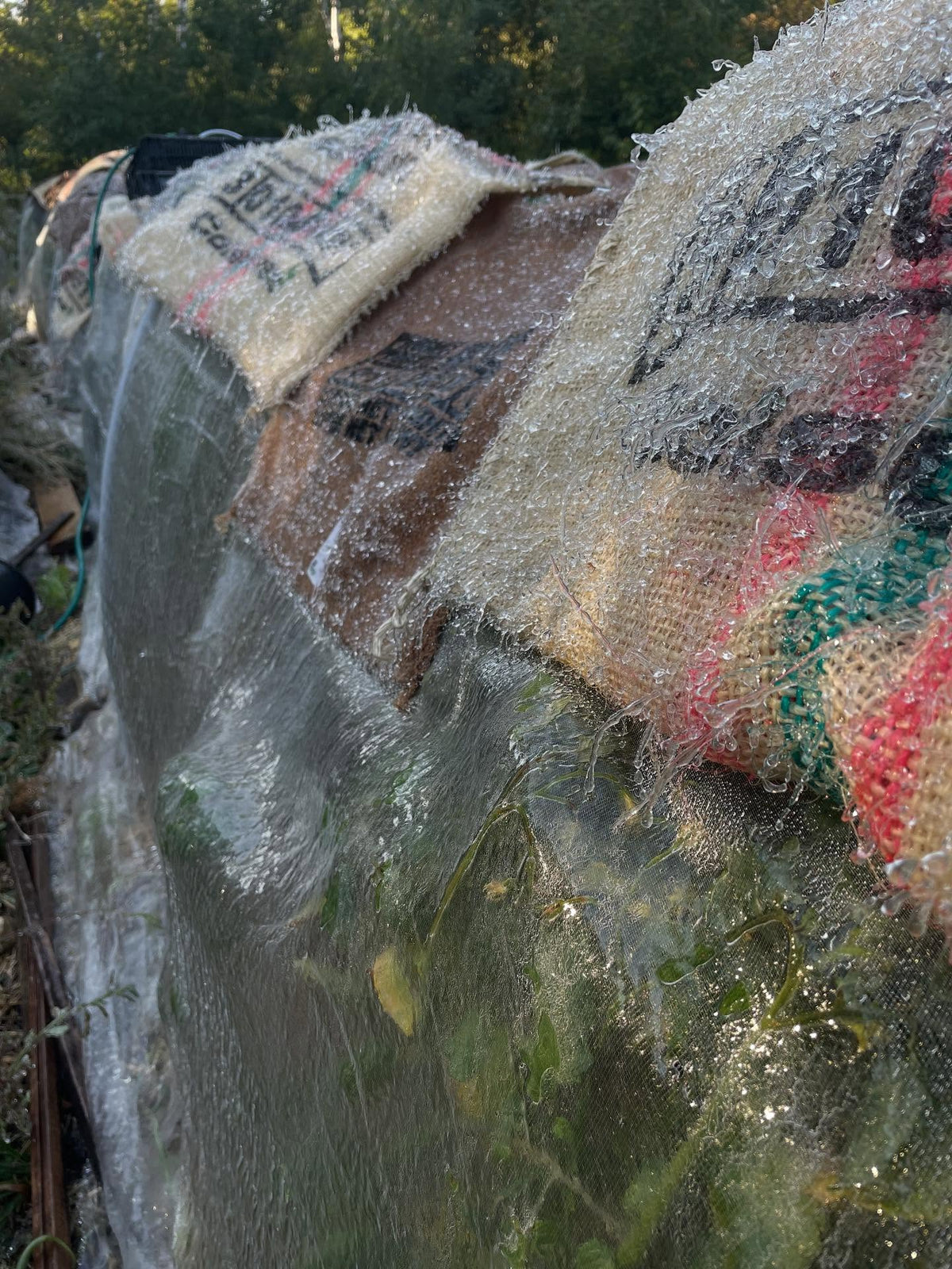 frost blankets, happened to have about 100 burlap coffee sacks ready, image 1 of 2