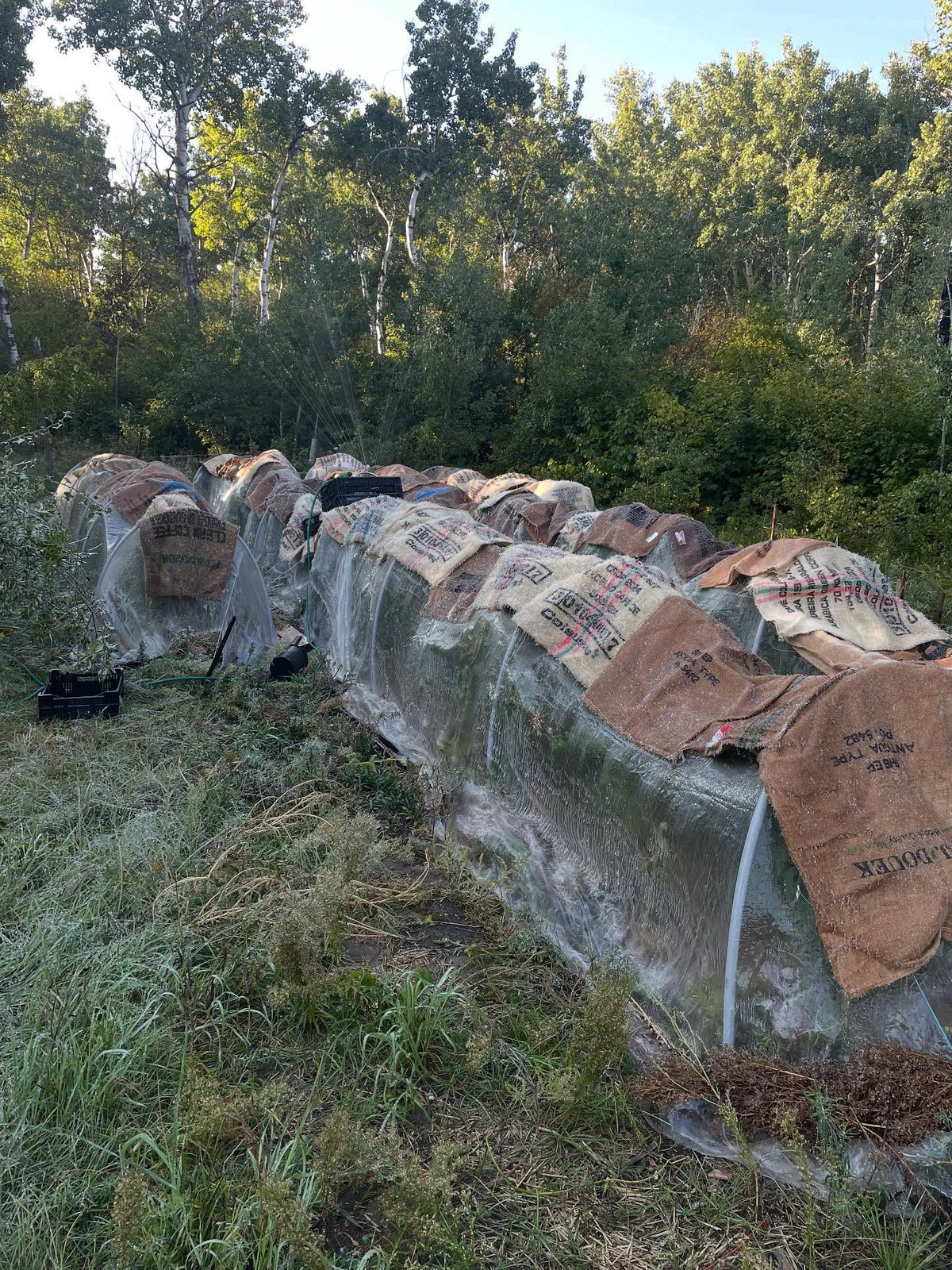 frost blankets, happened to have about 100 burlap coffee sacks ready, image 2 of 2