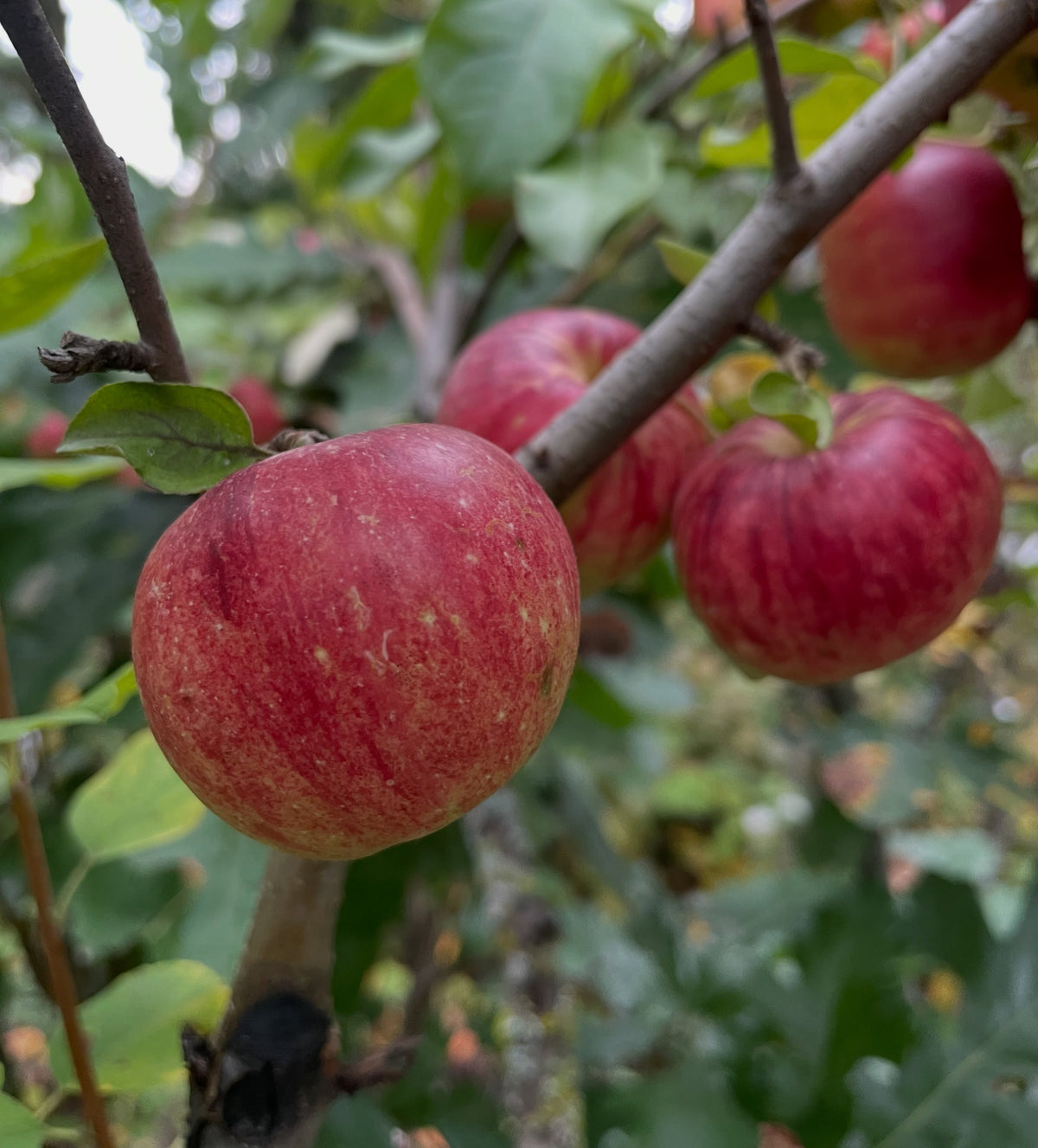 Frostbite apple ripening on Saskatoon rootstock, photograph 1 of 3