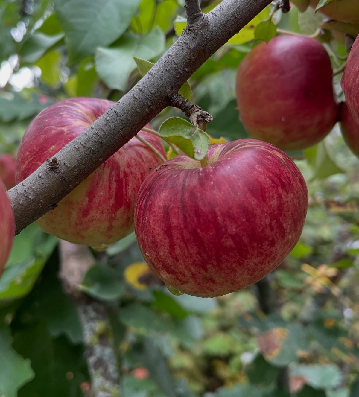 Frostbite apple ripening on Saskatoon rootstock, photograph 2 of 3