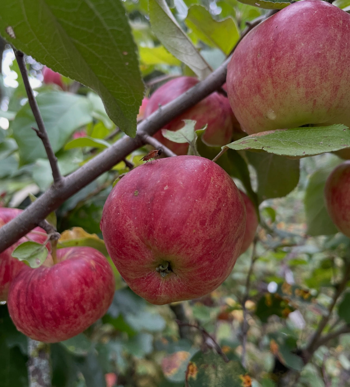 Frostbite apple ripening on Saskatoon rootstock, photograph 3 of 3
