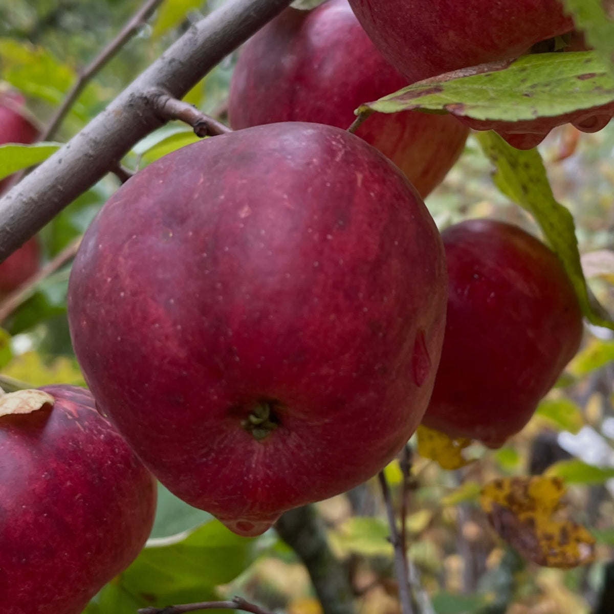 Close view of a dark red Frostbite apple with faint striping hanging from a branch, with more apples behind it.