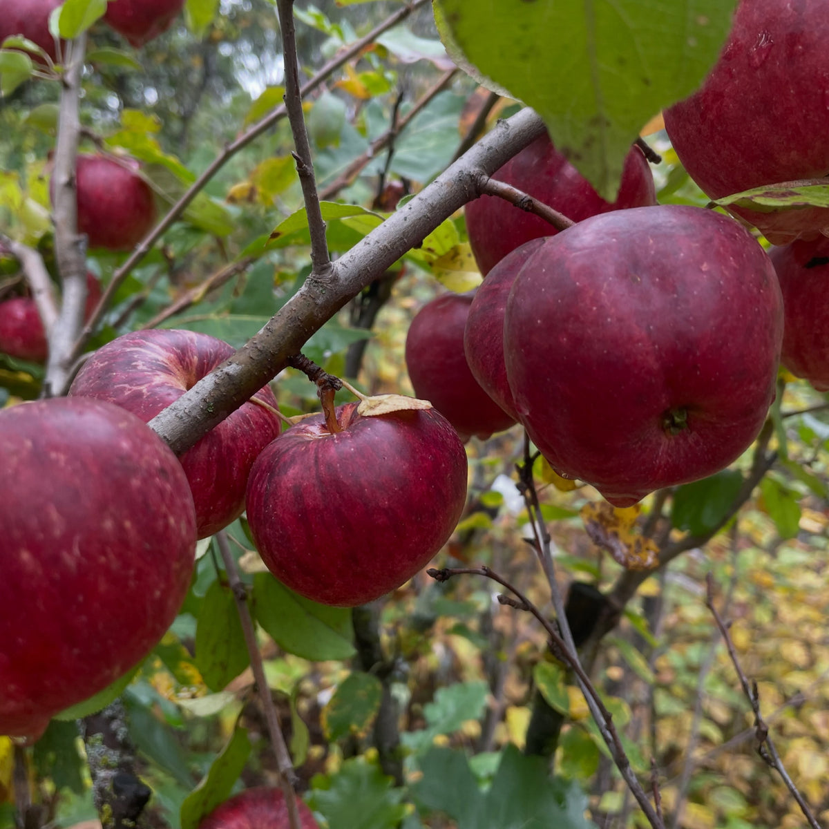 Several dark red striped Frostbite apples hanging along a thin branch among yellowing leaves.