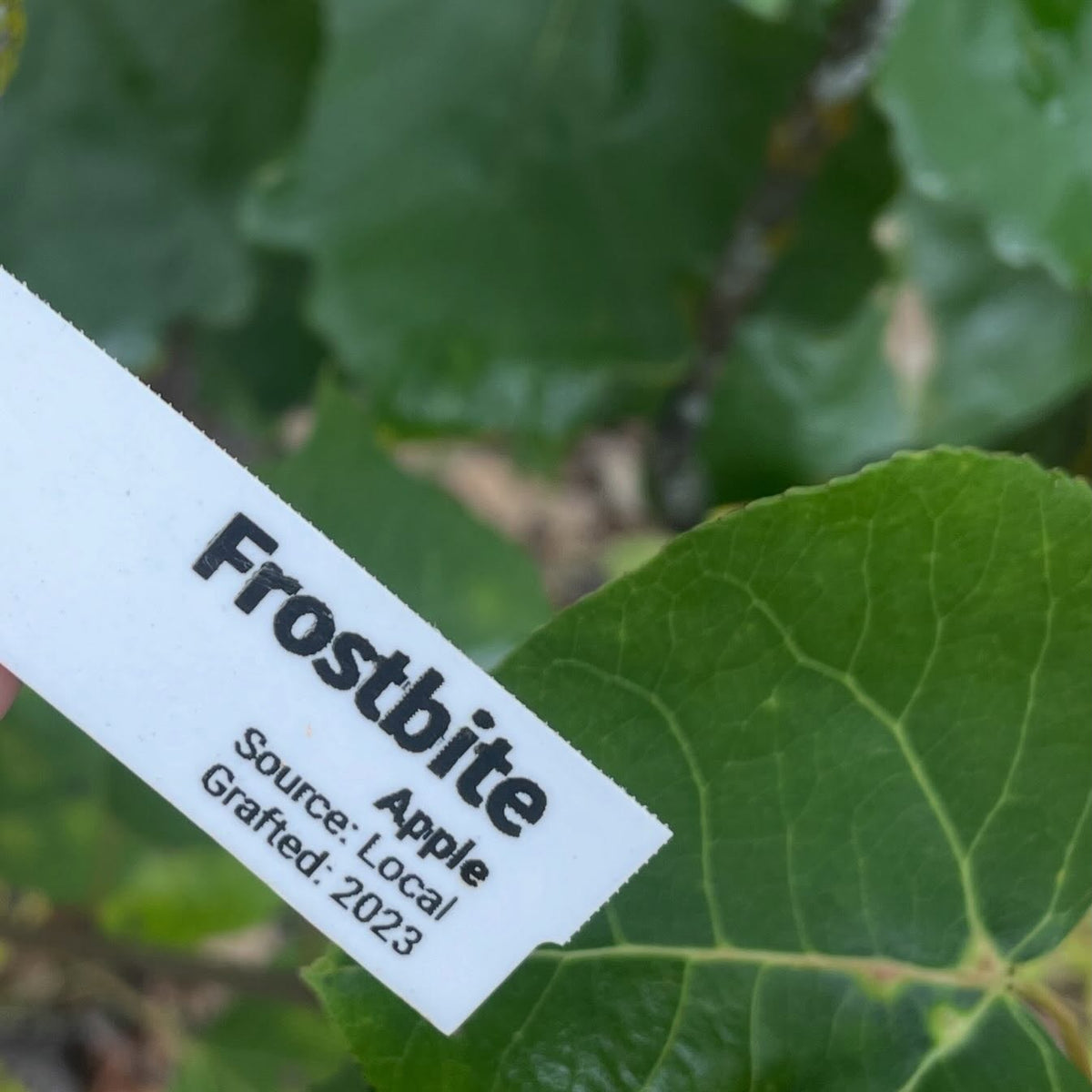 A white plant tag held in front of green leaves, reading Frostbite Apple, Source: Local, Grafted: 2023.