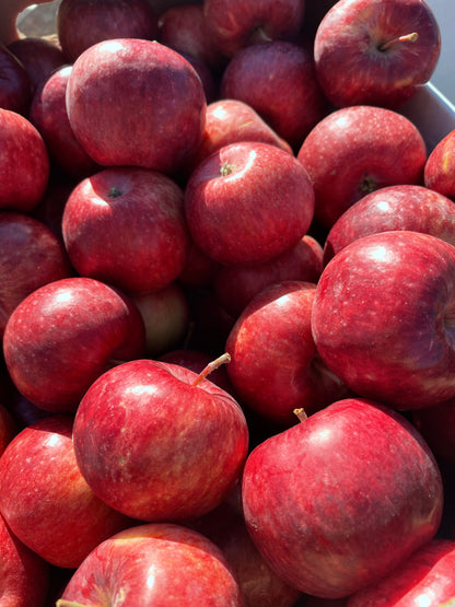 Frostbite apple fruit