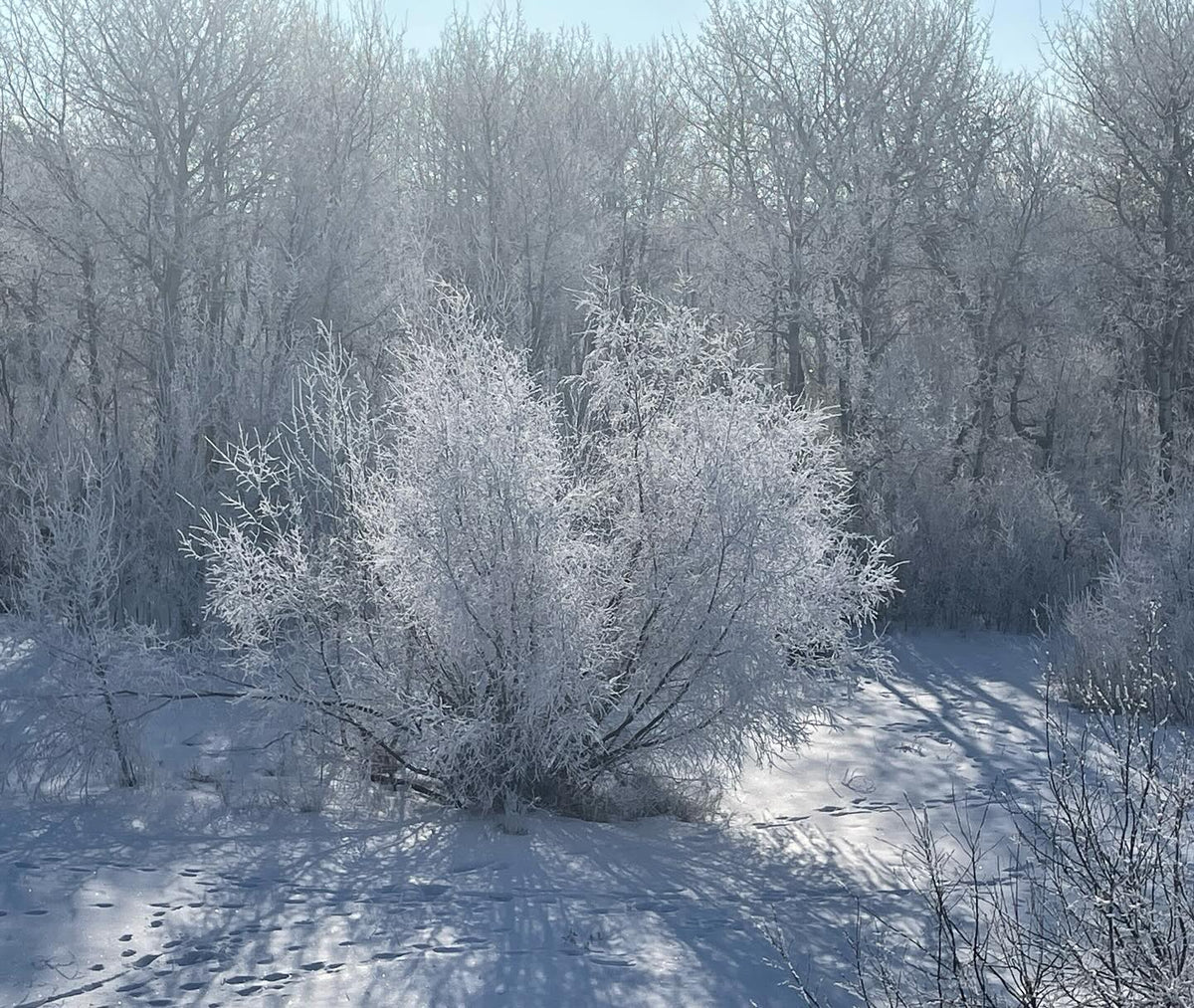 frosty out this morning, image 1 of 3
