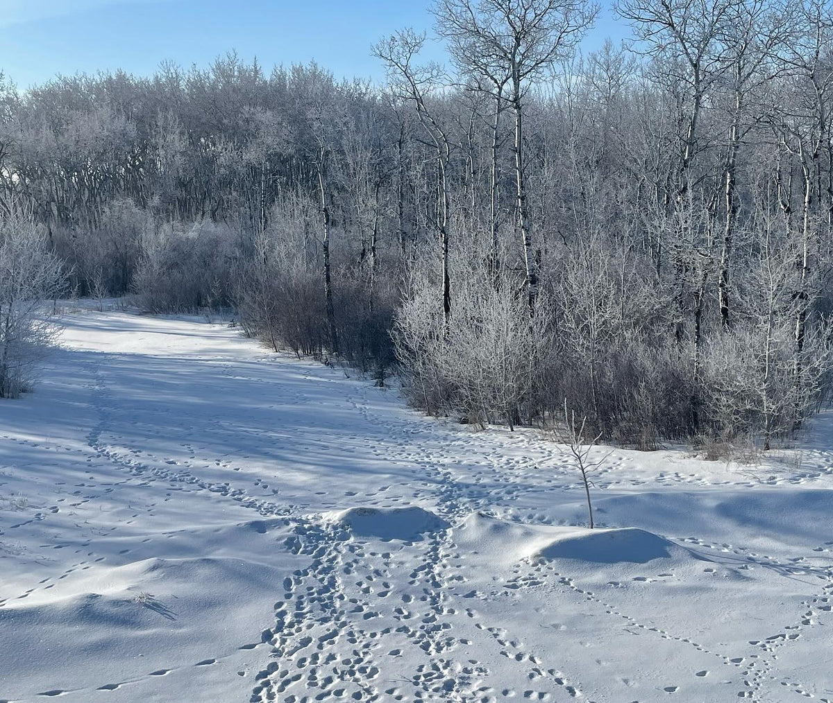 frosty out this morning, image 3 of 3