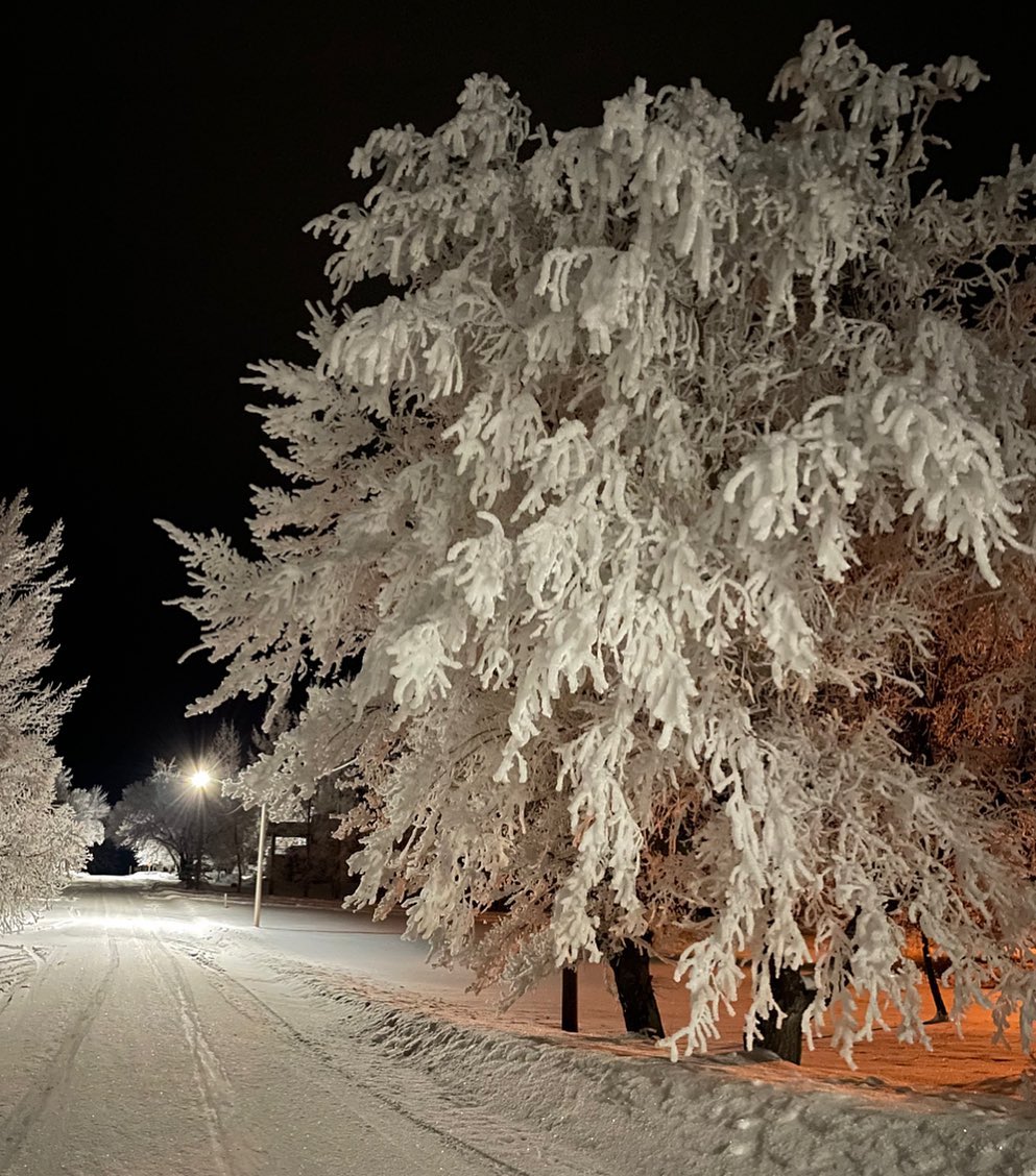 frosty out today, this is our elm tree at the lake #hoarfrost